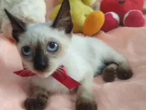 Gato raça SEM RAÇA DEFINIDA.  idade Abaixo de 2 meses nome SILVIA LIMA