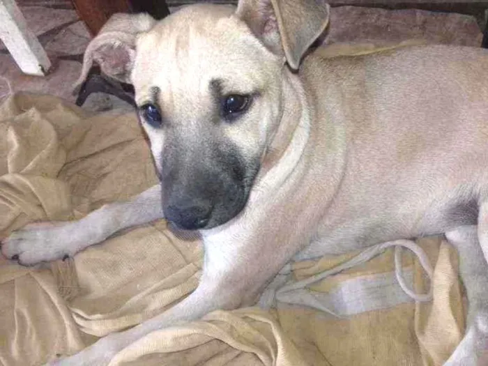Cachorro raça SRD idade 2 a 6 meses nome Não  tem