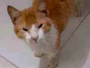 Gato raça Gato malhado idade 1 ano nome Neném