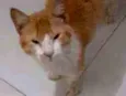 Neném
