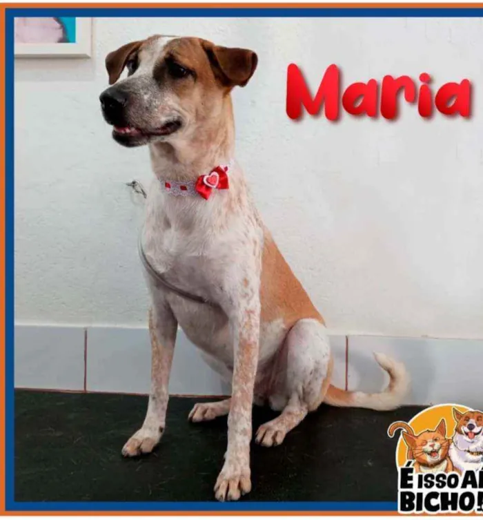 Cachorro ra a SRD idade 7 a 11 meses nome Maria 