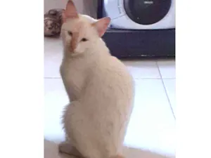 Gato raça Gato malhado idade 1 ano nome Zeus