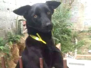 Cachorro raça SRD-ViraLata idade 1 ano nome Nina