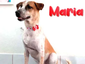 Cachorro raça SRD idade 7 a 11 meses nome Maria 