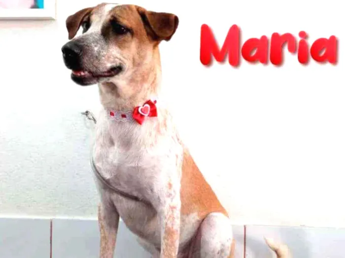 Cachorro ra a SRD idade 7 a 11 meses nome Maria 