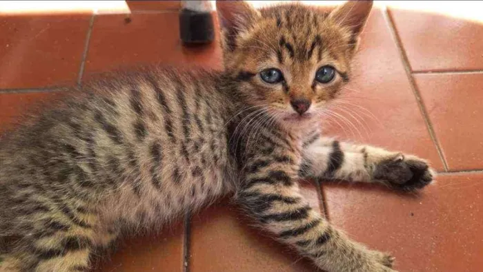 Gato ra a SRD idade Abaixo de 2 meses nome Fofura