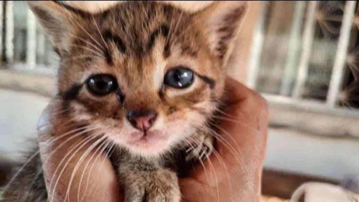 Gato ra a SRD idade Abaixo de 2 meses nome Fofura