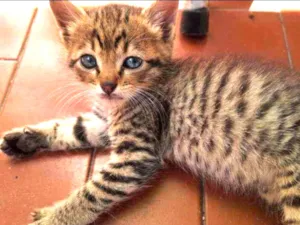 Gato raça SRD idade Abaixo de 2 meses nome Fofura