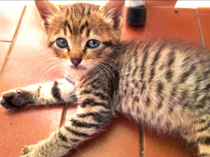 Gato ra a SRD idade Abaixo de 2 meses nome Fofura