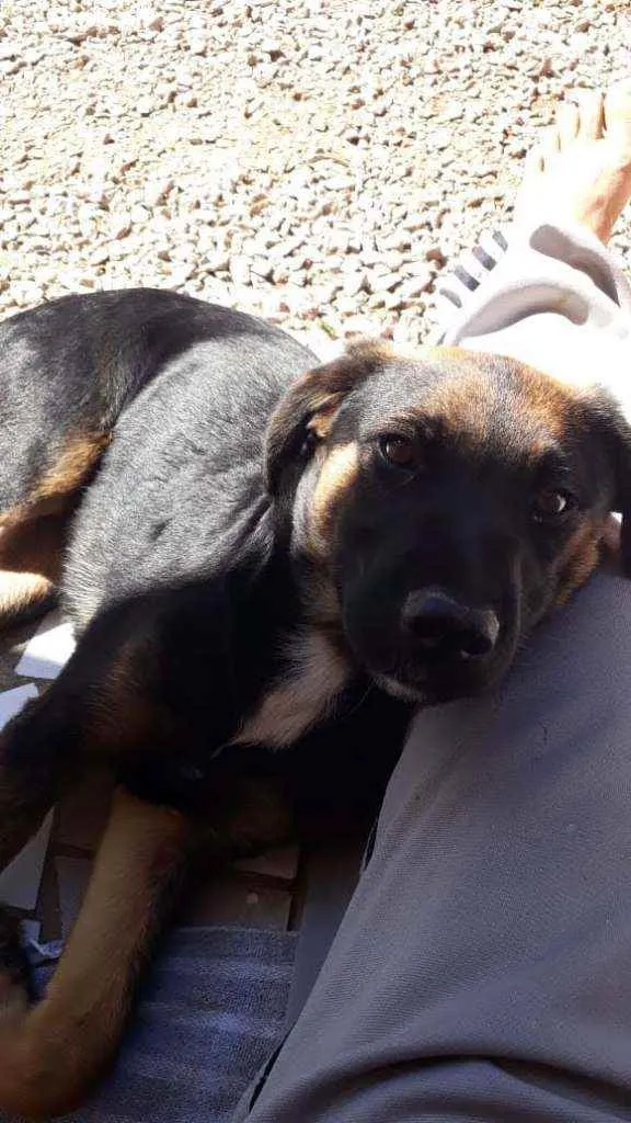 Cachorro raça Vira lata idade 3 anos nome Zeus