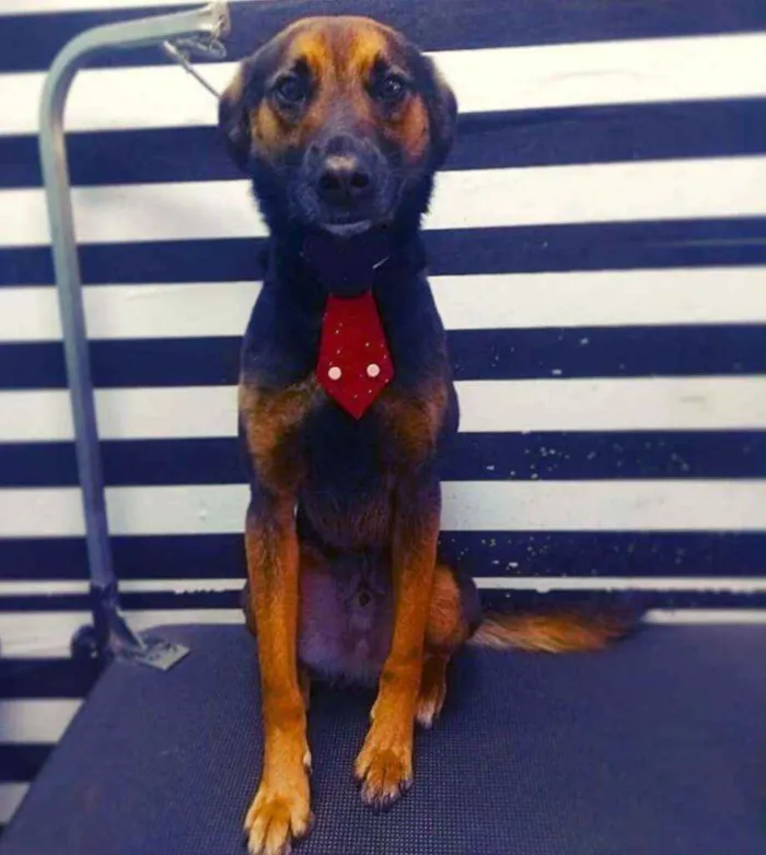 Cachorro raça Vira lata idade 3 anos nome Zeus