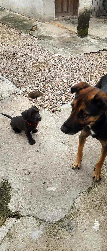 Cachorro raça Vira lata idade 3 anos nome Zeus