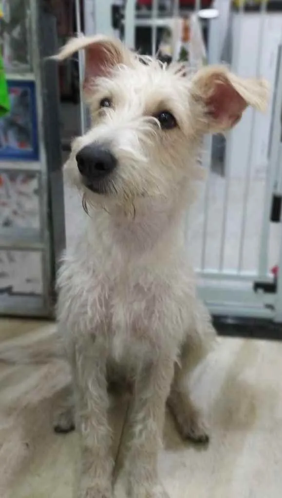 Cachorro ra a SRF Estopinha idade 7 a 11 meses nome Denis