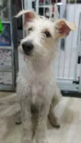 Denis