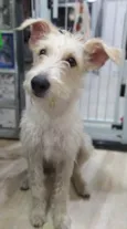 Denis
