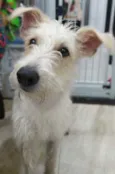 Denis