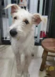 Denis