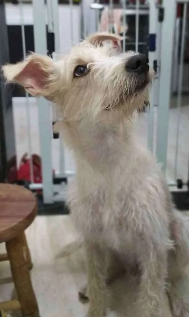 Cachorro ra a SRF Estopinha idade 7 a 11 meses nome Denis