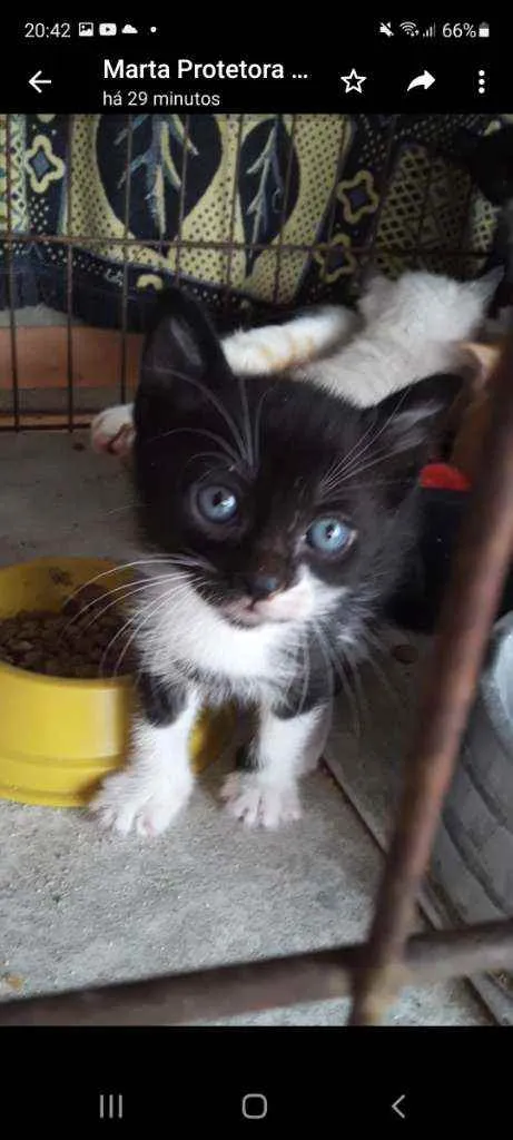 Gato raça SRD idade Abaixo de 2 meses nome Joaquín Sanchéz 