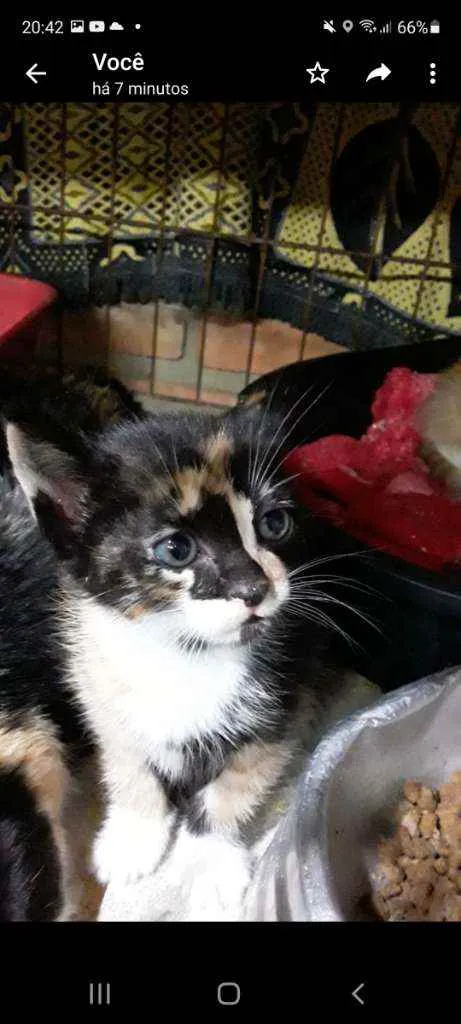 Gato raça SRD idade Abaixo de 2 meses nome Meg Ryan