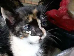 Gato raça SRD idade Abaixo de 2 meses nome Meg Ryan