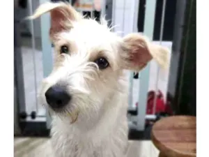 Cachorro raça SRF Estopinha idade 7 a 11 meses nome Denis