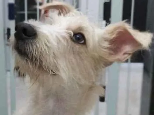 Cachorro ra a SRF Estopinha idade 7 a 11 meses nome Denis