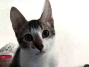 Gato raça SRD idade 2 a 6 meses nome Fuxico