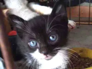 Gato raça SRD idade Abaixo de 2 meses nome Joaquín Sanchéz 