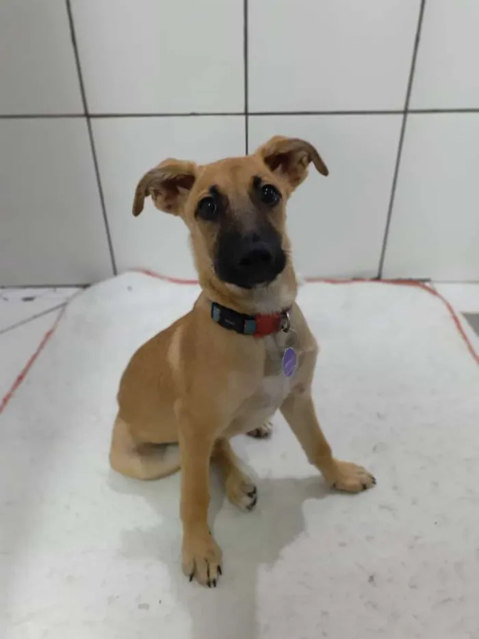 Cachorro ra a Srd idade 2 a 6 meses nome Olivia