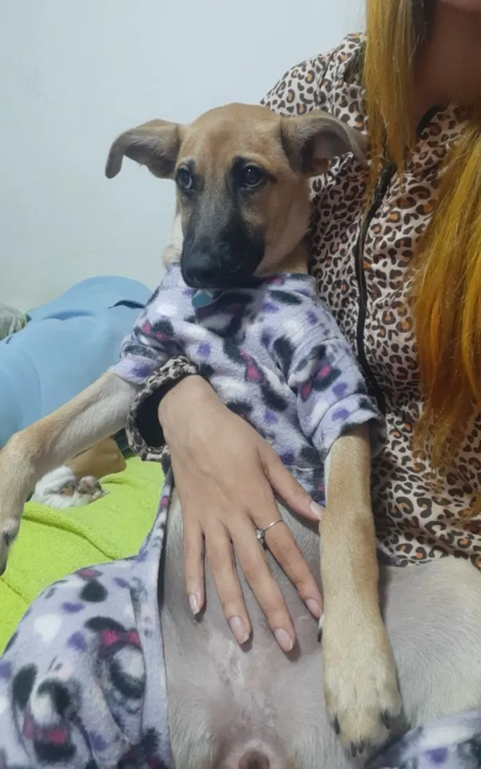 Cachorro ra a Srd idade 2 a 6 meses nome Olivia