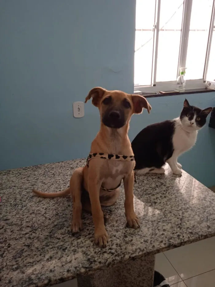 Cachorro ra a Srd idade 2 a 6 meses nome Olivia