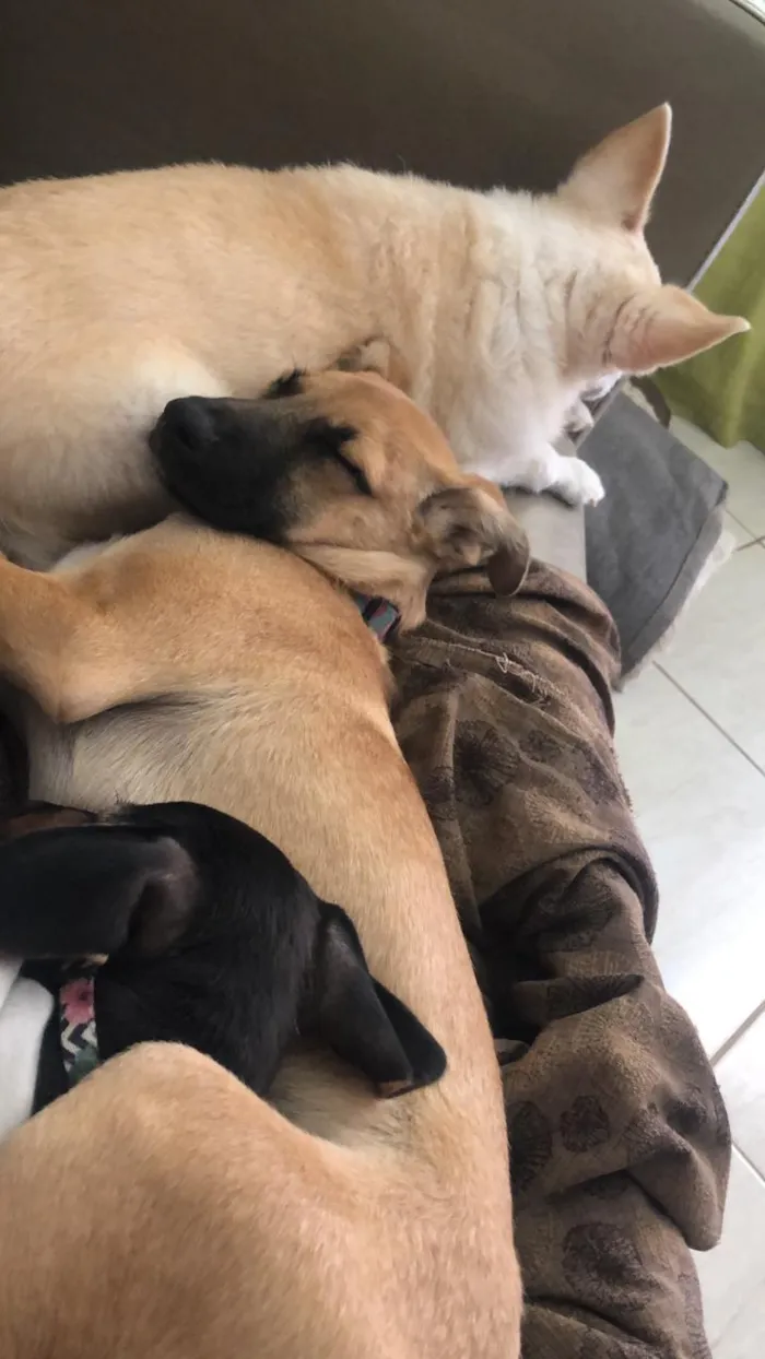 Cachorro ra a Srd idade 2 a 6 meses nome Olivia