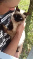 Lucrécinha