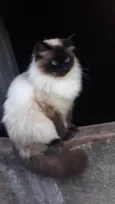 Lucrécinha