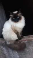 Lucrécinha