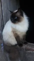 Lucrécinha