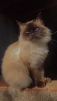 Lucrécinha