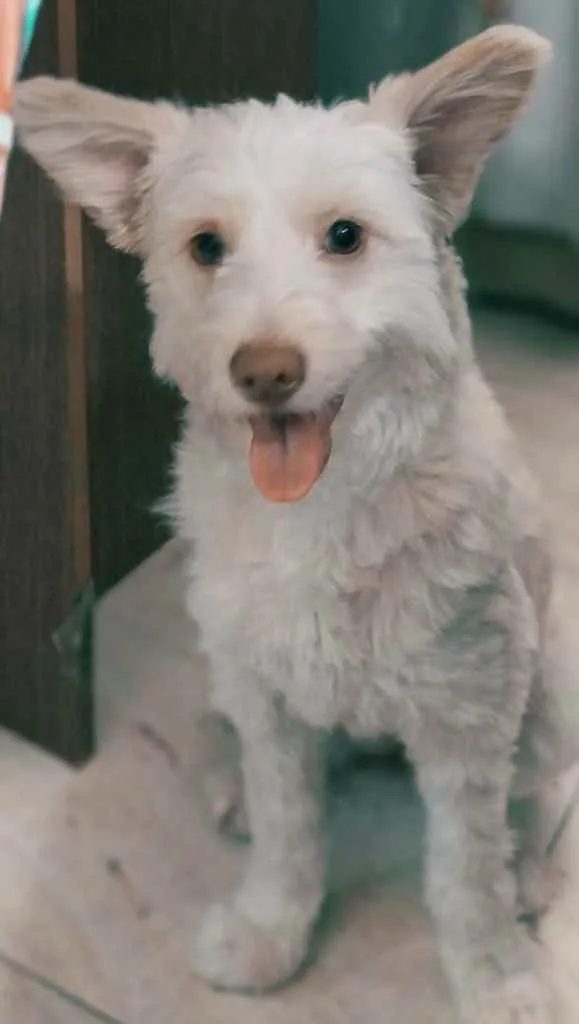 Cachorro ra a indefinida idade 7 a 11 meses nome Malu