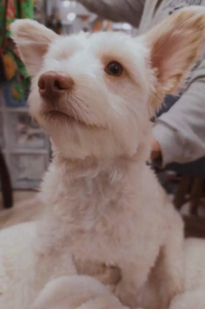 Cachorro ra a indefinida idade 7 a 11 meses nome Malu