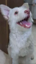 Malu