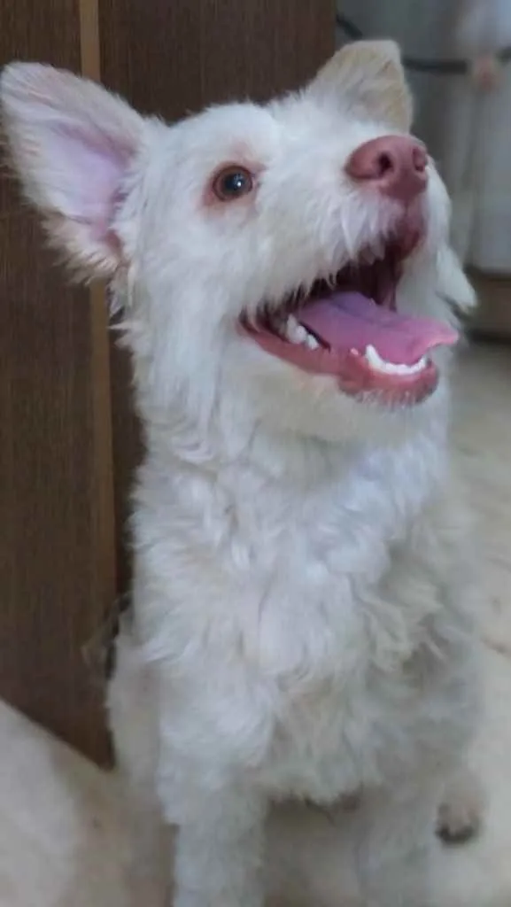 Cachorro ra a indefinida idade 7 a 11 meses nome Malu