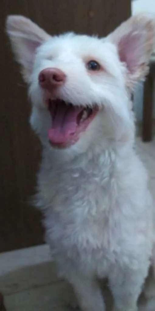 Cachorro ra a indefinida idade 7 a 11 meses nome Malu