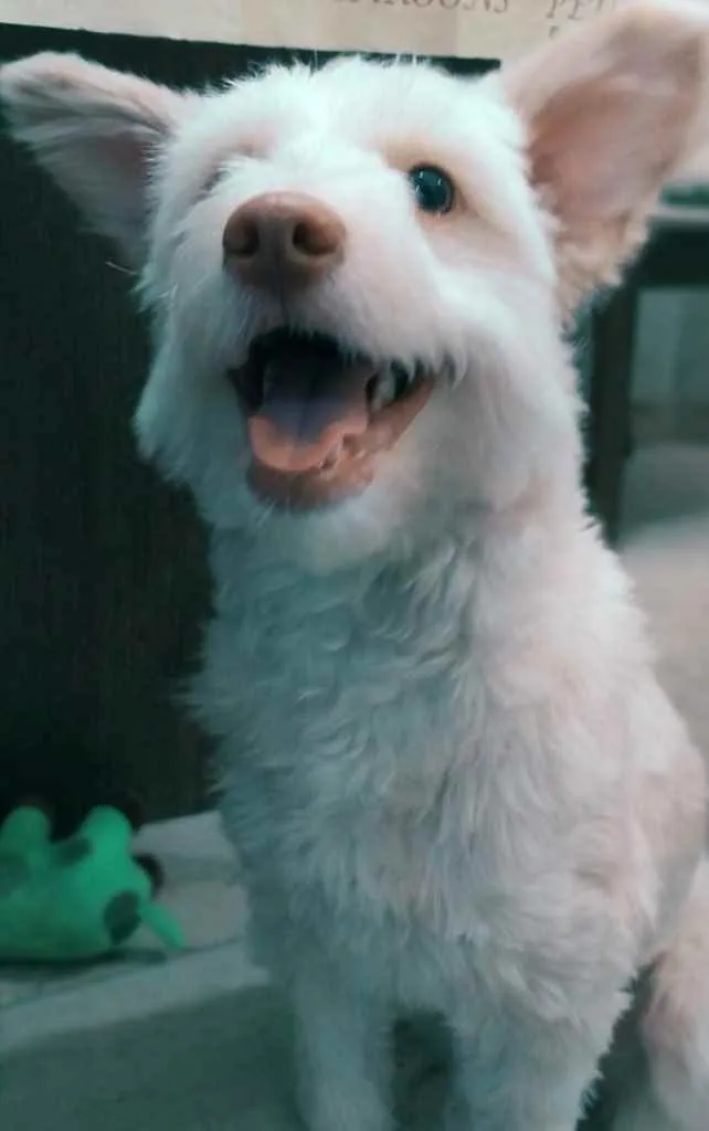 Cachorro ra a indefinida idade 7 a 11 meses nome Malu
