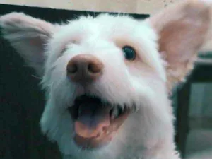 Cachorro raça indefinida idade 7 a 11 meses nome Malu