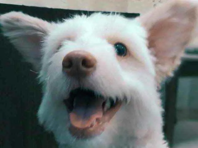 Cachorro ra a indefinida idade 7 a 11 meses nome Malu