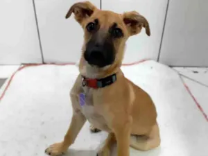 Cachorro raça Srd idade 2 a 6 meses nome Olivia