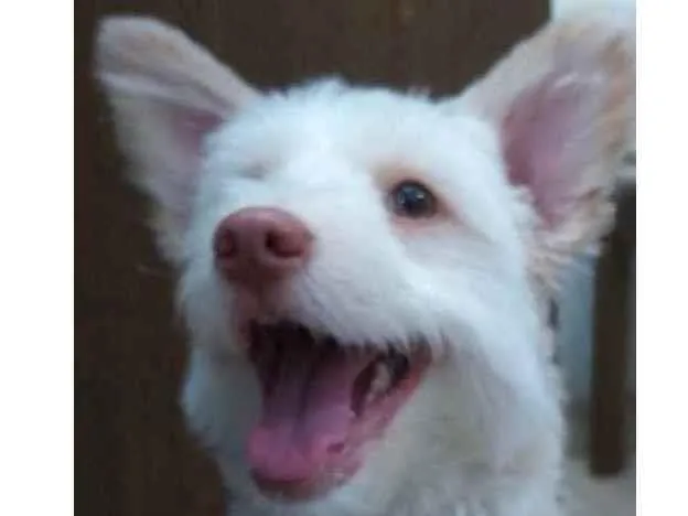 Cachorro ra a indefinida idade 7 a 11 meses nome Malu