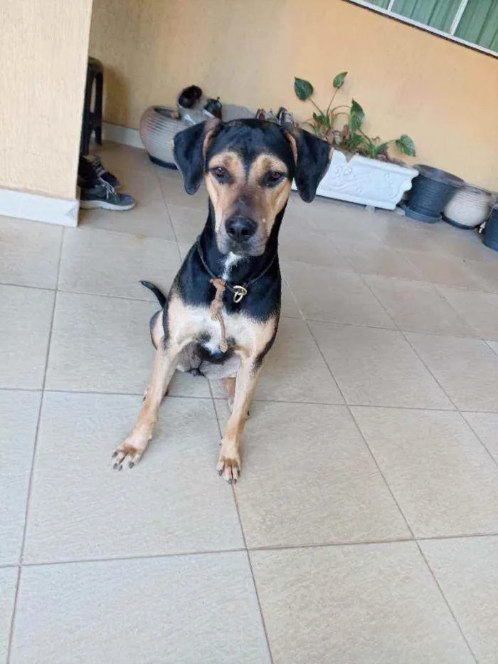 Cachorro ra a Doberman idade 1 ano nome Não sei