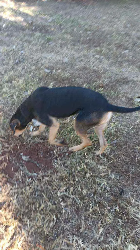 Cachorro ra a Doberman idade 1 ano nome Não sei